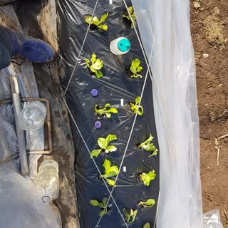 jun님의 상추 · 영농일지 작성글 사진