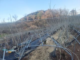 정영기대산축산농부♡님의 기타작물 · 영농일지 작성글 사진