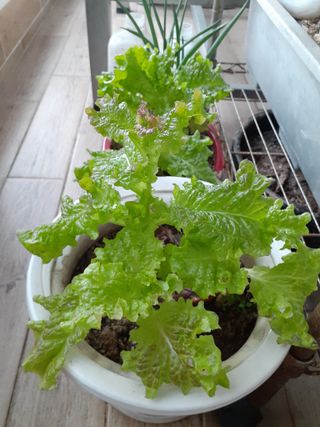 옥수수108701님의 상추 · 자유게시판 작성글 사진