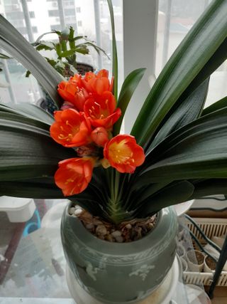 옥수수108701님의 상추 · 자유게시판 작성글 사진