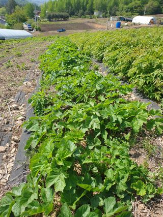 홍천산채농원님의 작성글 사진