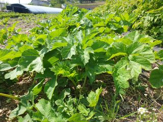 홍천산채농원님의 작성글 사진