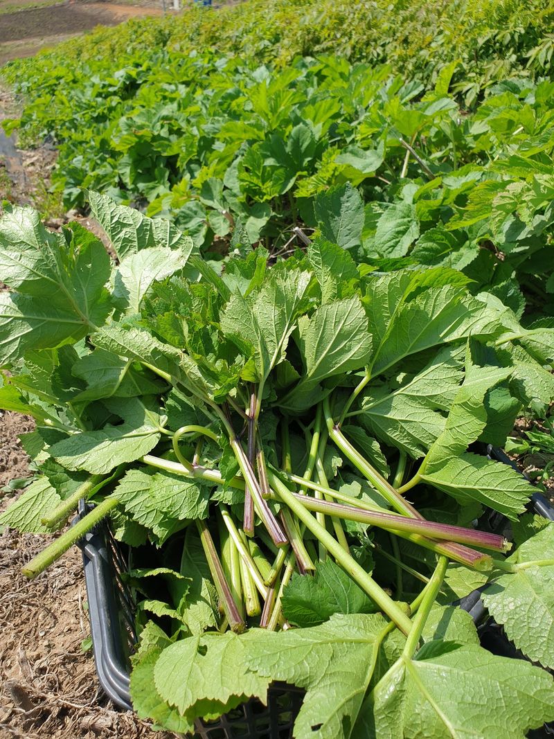 홍천산채농원님의 장터 판매 상품 [어수리 종근] 첨부 사진