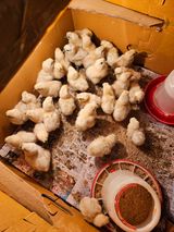 팜모닝 자유주제·자유게시판 게시글 이미지