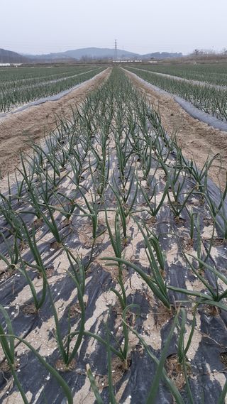 송광만님의 양파 · 자유게시판 작성글 사진