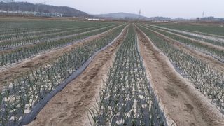 송광만님의 양파 · 자유게시판 작성글 사진