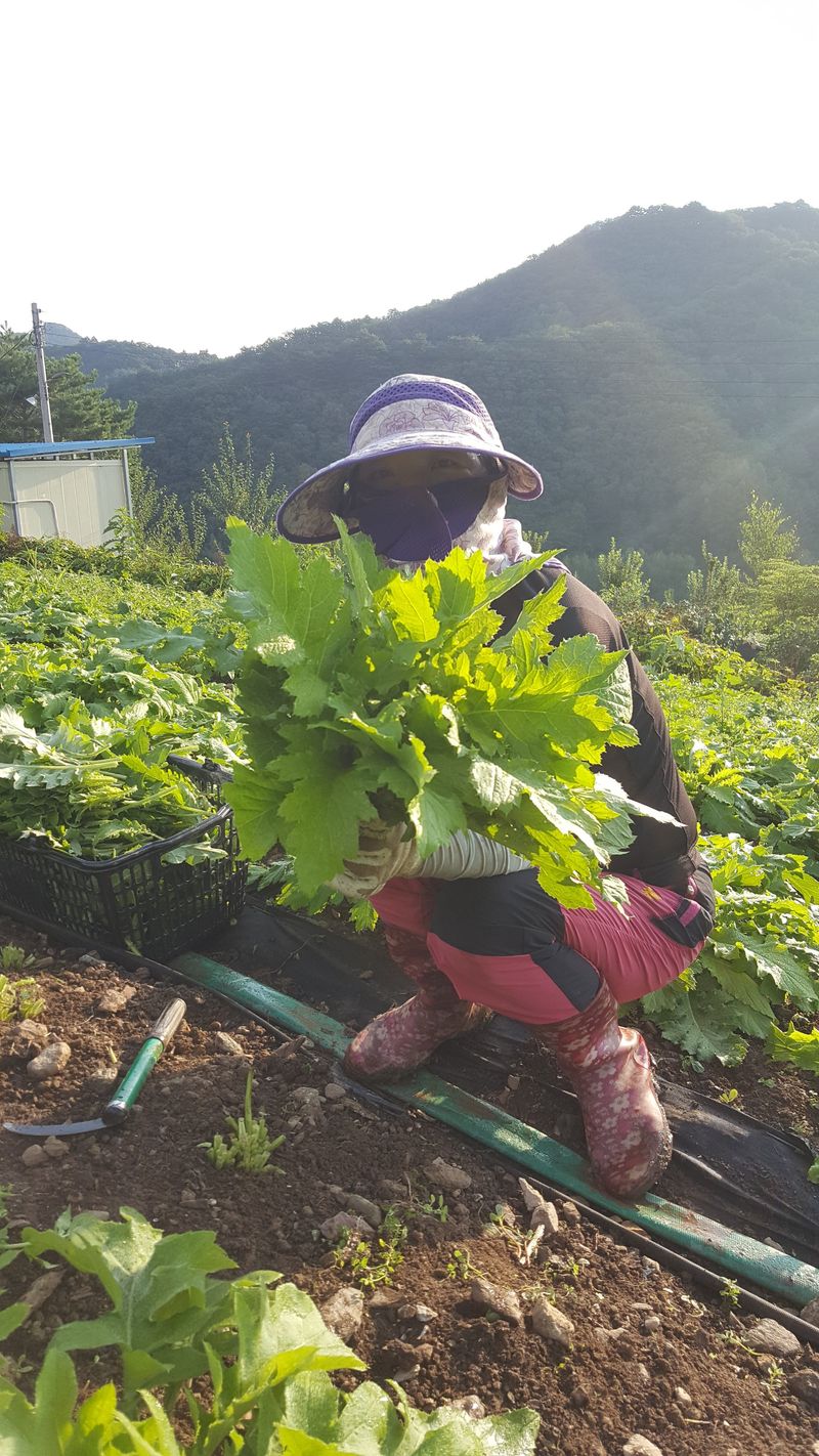 홍천산채농원님의 장터 판매 상품 [섬엉겅퀴 모종(105구)] 첨부 사진