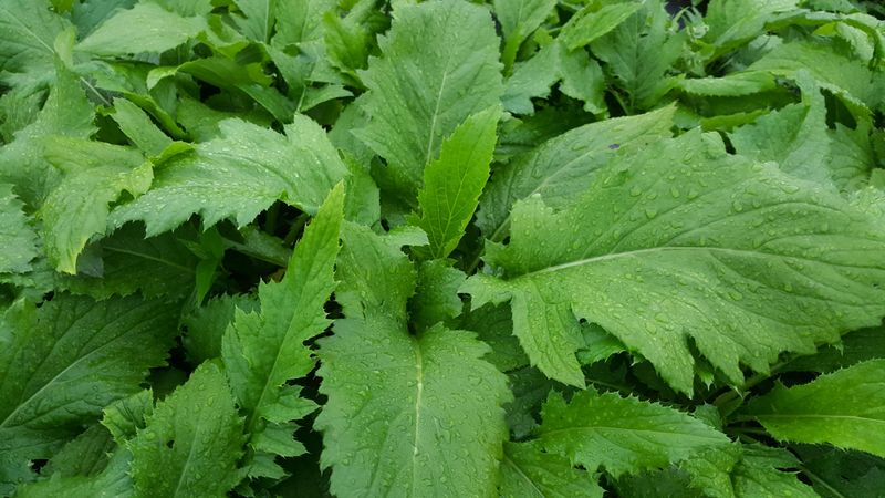 홍천산채농원님의 장터 판매 상품 [섬엉겅퀴 모종(105구)] 첨부 사진