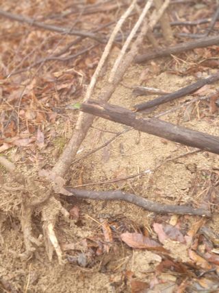 시금치6781님의 두릅·삽목•정식 작성글 사진