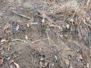 시금치6781님의 두릅 · 삽목•정식 작성글 사진