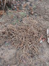 시금치6781님의 두릅·삽목•정식 작성글 사진