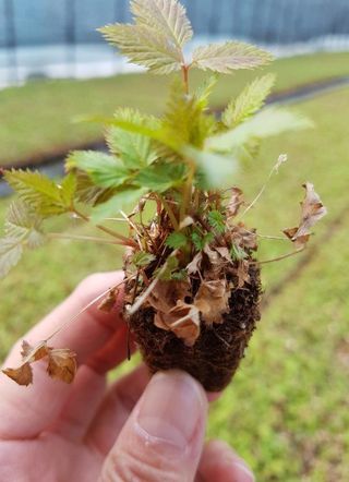 홍천산채농원님의 작성글 사진