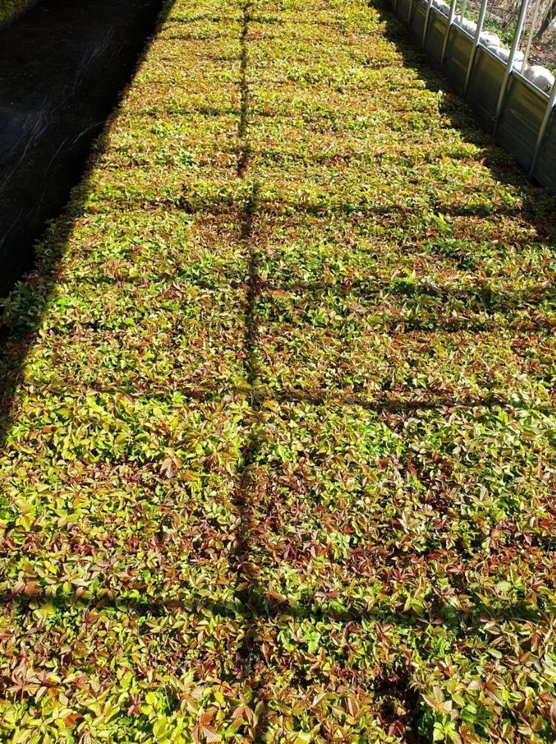 홍천산채농원님의 장터 판매 상품 [눈개승마 모종 2년근] 첨부 사진