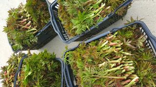 홍천산채농원님의 작성글 사진