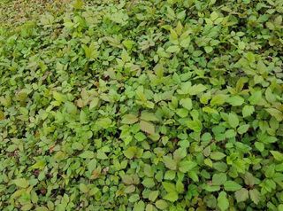 홍천산채농원님의 작성글 사진