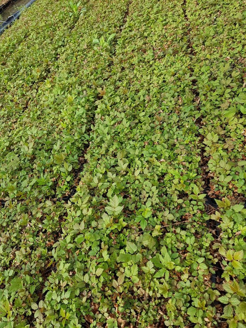 홍천산채농원님의 장터 판매 상품 [눈개승마 모종 2년근] 첨부 사진