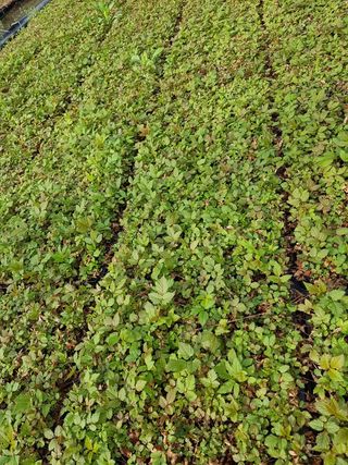 홍천산채농원님의 작성글 사진