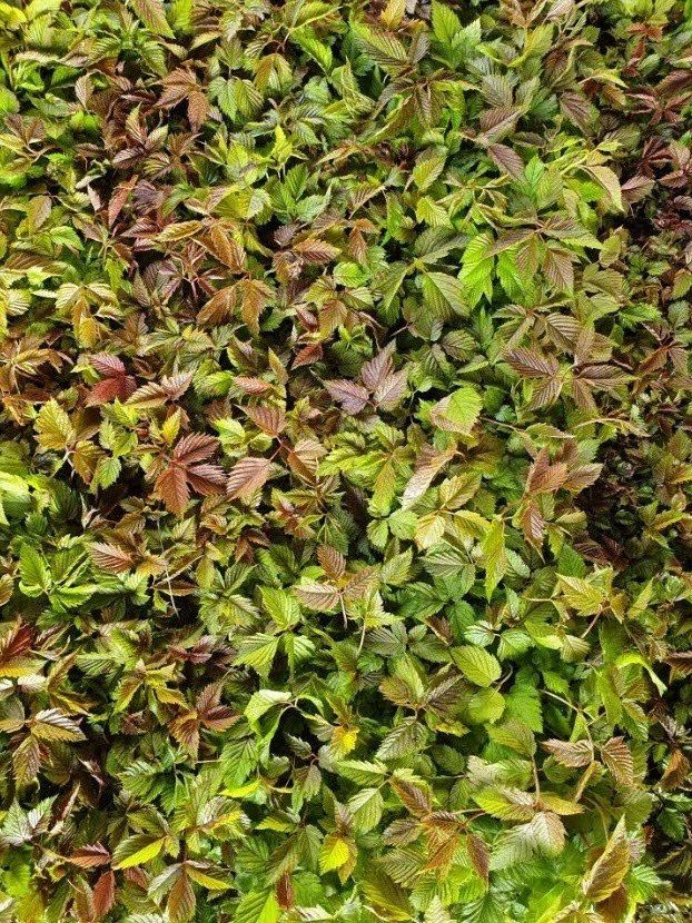 홍천산채농원님의 장터 판매 상품 [눈개승마 모종 2년근] 첨부 사진