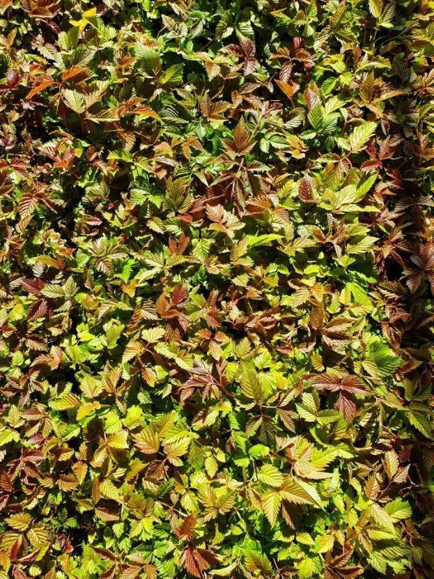 홍천산채농원님의 장터 판매 상품 [눈개승마 모종 2년근] 첨부 사진