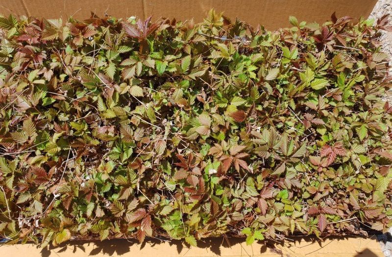 홍천산채농원님의 장터 판매 상품 [눈개승마 모종 2년근] 첨부 사진