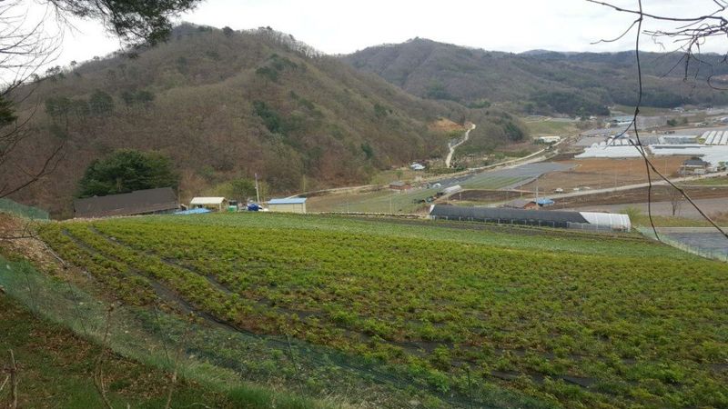 홍천산채농원님의 장터 판매 상품 [눈개승마 모종 2년근] 첨부 사진