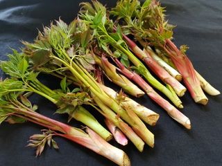 홍천산채농원님의 작성글 사진