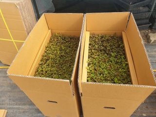 홍천산채농원님의 작성글 사진