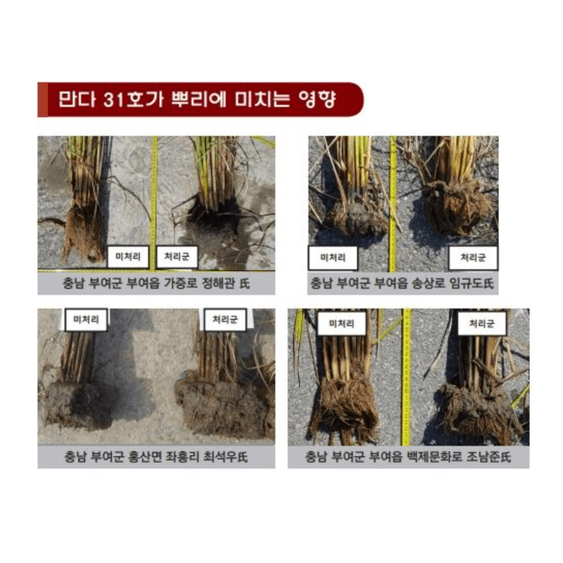 삼익농자재님의 장터 판매 상품 [만다31호 벼 감자 인삼 대파 양파 마늘 효소영양제] 첨부 사진