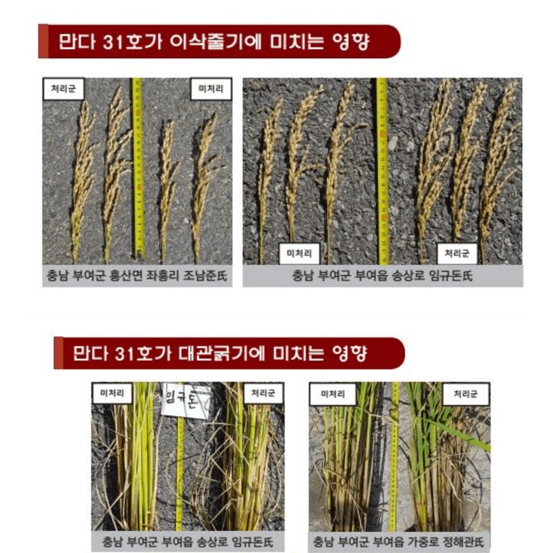 삼익농자재님의 장터 판매 상품 [만다31호 벼 감자 인삼 대파 양파 마늘 효소영양제] 첨부 사진