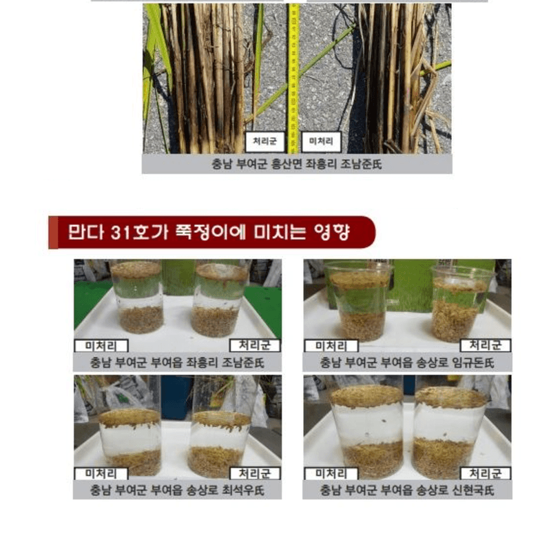 삼익농자재님의 장터 판매 상품 [만다31호 벼 감자 인삼 대파 양파 마늘 효소영양제] 첨부 사진
