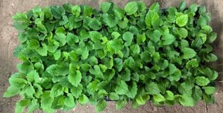 홍천산채농원님의 작성글 사진