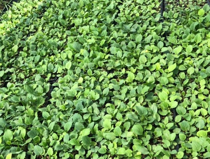 홍천산채농원님의 장터 판매 상품 [부지깽이(섬쑥부쟁이)모종] 첨부 사진