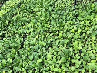 홍천산채농원님의 작성글 사진