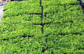 홍천산채농원님의 작성글 사진