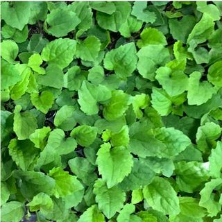 홍천산채농원님의 작성글 사진