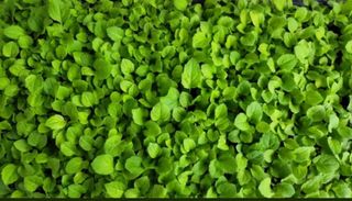 홍천산채농원님의 작성글 사진