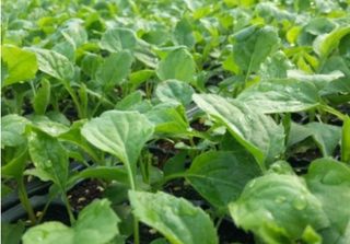 홍천산채농원님의 작성글 사진