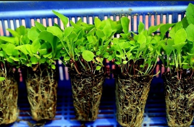 홍천산채농원님의 장터 판매 상품 [부지깽이(섬쑥부쟁이)모종] 첨부 사진