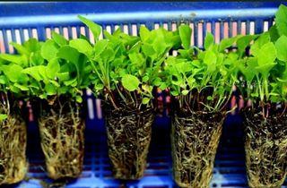 홍천산채농원님의 작성글 사진