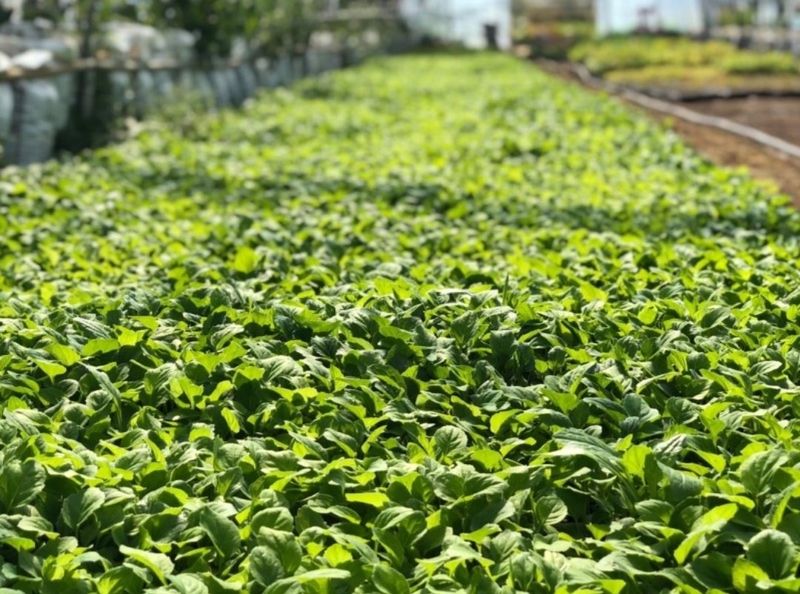 홍천산채농원님의 장터 판매 상품 [부지깽이(섬쑥부쟁이)모종] 첨부 사진