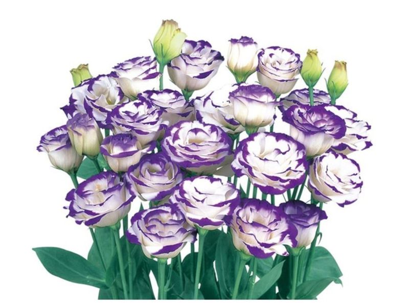 대산농사대장님의 장터 판매 상품 [꽃씨 일본교배종 F1  10종 고급씨앗] 첨부 사진