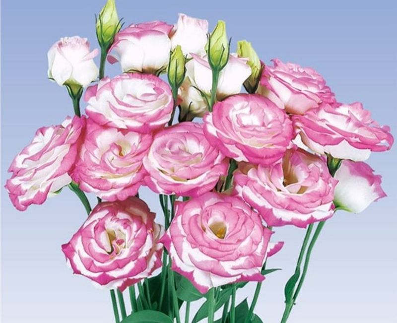 대산농사대장님의 장터 판매 상품 [꽃씨 일본교배종 F1  10종 고급씨앗] 첨부 사진