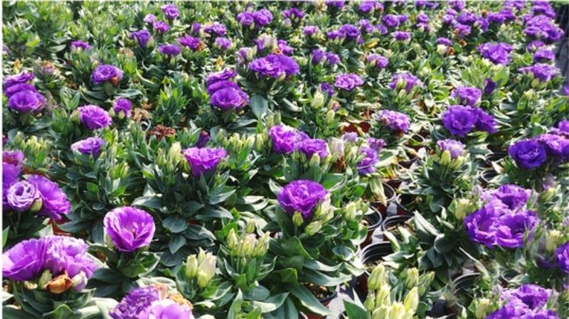 대산농사대장님의 장터 판매 상품 [꽃씨 일본교배종 F1  10종 고급씨앗] 첨부 사진