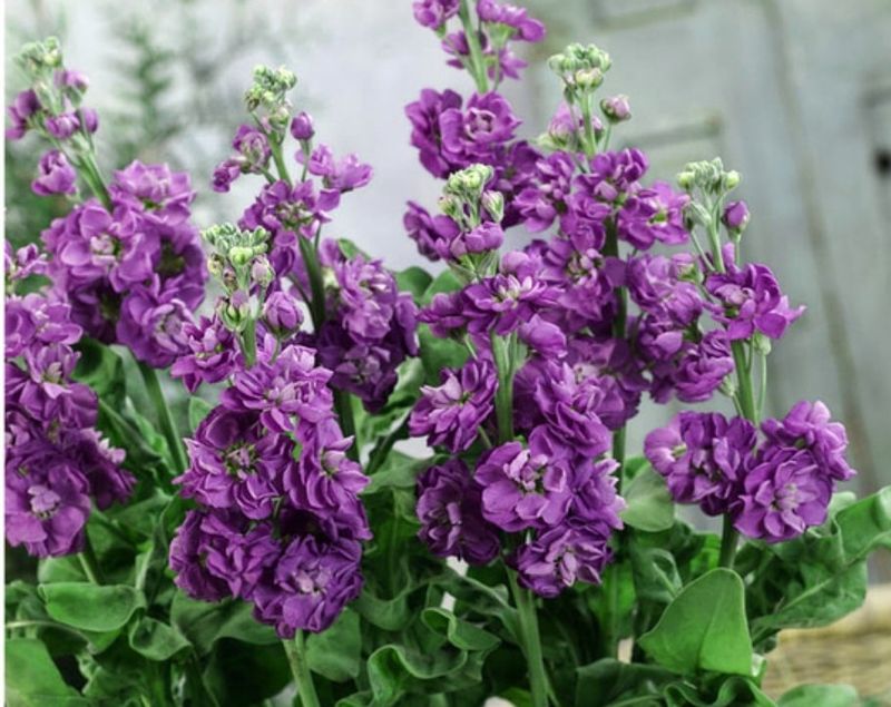 대산농사대장님의 장터 판매 상품 [꽃씨 일본교배종 F1  10종 고급씨앗] 첨부 사진