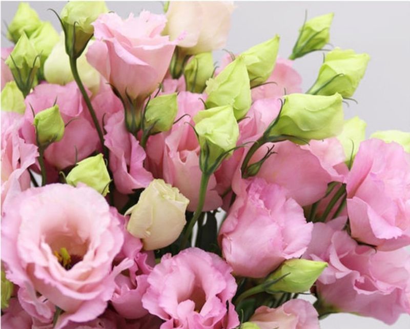 대산농사대장님의 장터 판매 상품 [꽃씨 일본교배종 F1  10종 고급씨앗] 첨부 사진