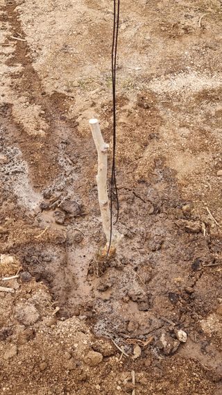 오학봉(멀티팜)님의 기타작물 · 자유게시판 작성글 사진