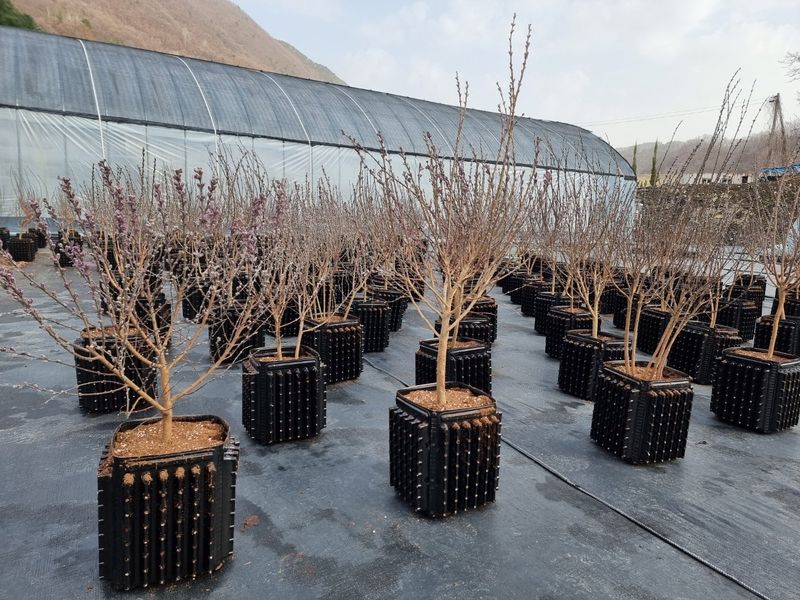 이선미님의 장터 판매 상품 [트리웰화분 6.2리터 100개] 첨부 사진