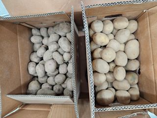 땅맛.흙마.님의 감자 · 자유게시판 작성글 사진