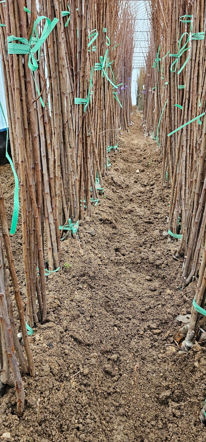 뿌리묘목농원님의 장터 판매 상품 [추희 자두묘목 특묘1년생] 첨부 사진