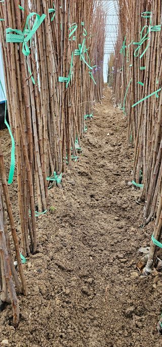 뿌리묘목농원님의 작성글 사진